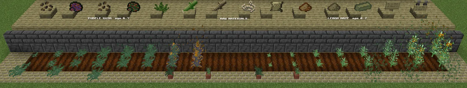 A long bed of farmland with Purple Kush growing from seedling to ripe on the left and Lemon Haze on the right, the seeds, buds, leaves and stems displayed on the shelf above.